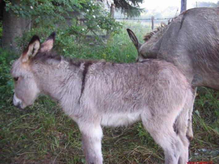 Trascinano asina col fuoristrada e pubblicano video, denunciati