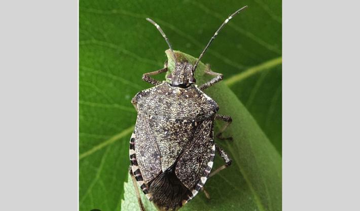 Tabiano  nuovamente invasa  dalle cimici: &laquo;I clienti scappano&raquo; 