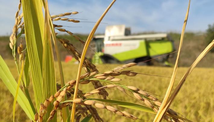 Al Brusadino la riscoperta del riso 