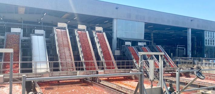 Pomodoro da industria: prodotte poco meno di 2,8 milioni di tonnellate. Calo del 12% "ma con ottima qualit&agrave;"