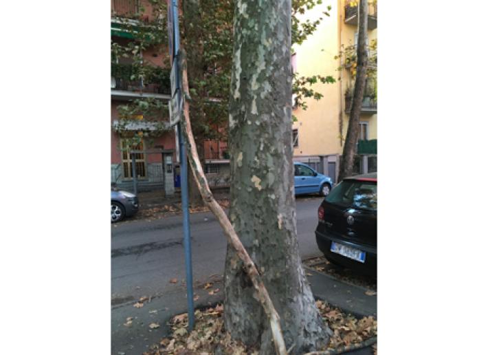 Platani Via Milano 