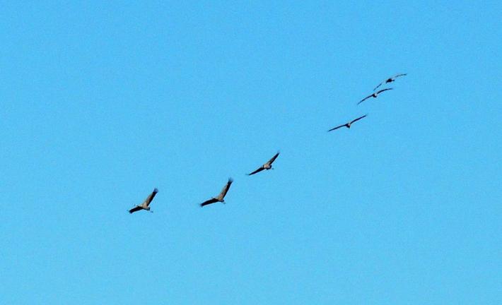 Zibello: lo spettacolo delle gru in migrazione sul Po