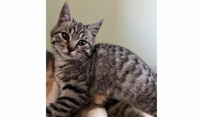 Appello per Lucilla I MICI DEL BORGO