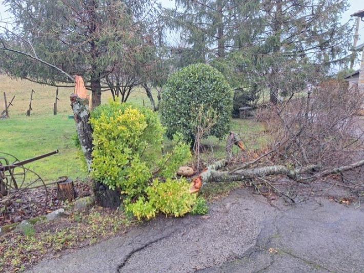 Vento in Appennino, alberi e pali caduti a Campora, raffiche violente sull'A15. Nel cornigliese frazioni senza luce
