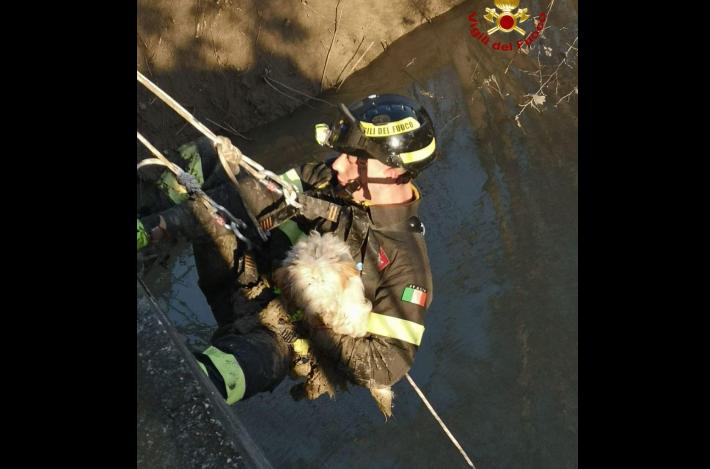 Cane bloccato nel fango della Parma salvato dai vigili del fuoco