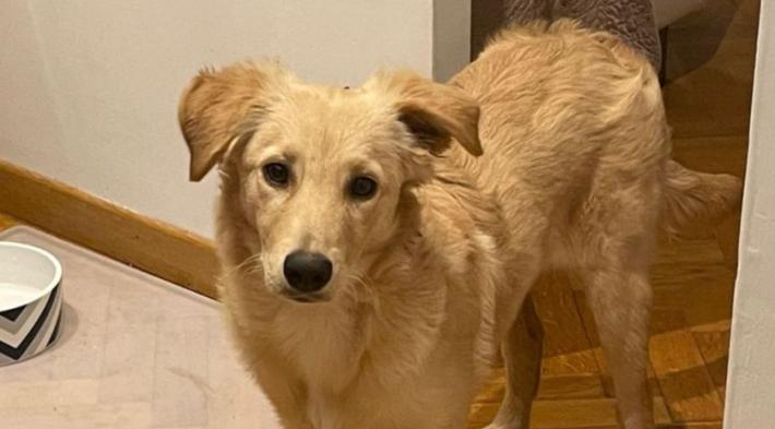 Dove &egrave; finita Emy? Aiutiamo i padroni a ritrovarla