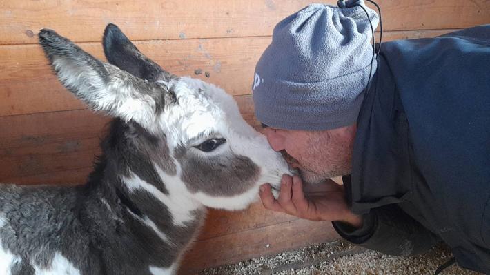 Fidenza, alla fattoria di Rebecca &egrave; nato l'asinello Bartolomeo