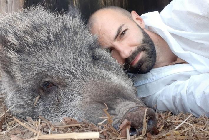 Giudici salvano Tina, Tar dice 'no' ad abbattimento maialina