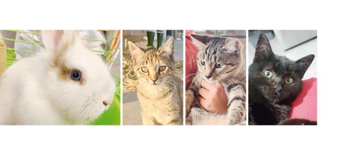 Lucia, Luce e Magia, Sissi