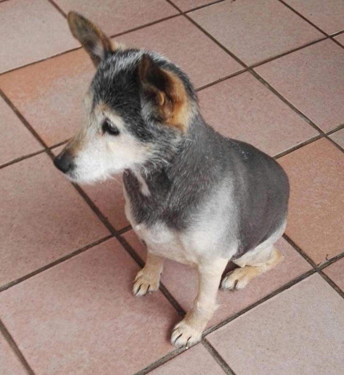 Compie 24 anni Lilly, la cagnolina "pi&ugrave; vecchia del mondo"