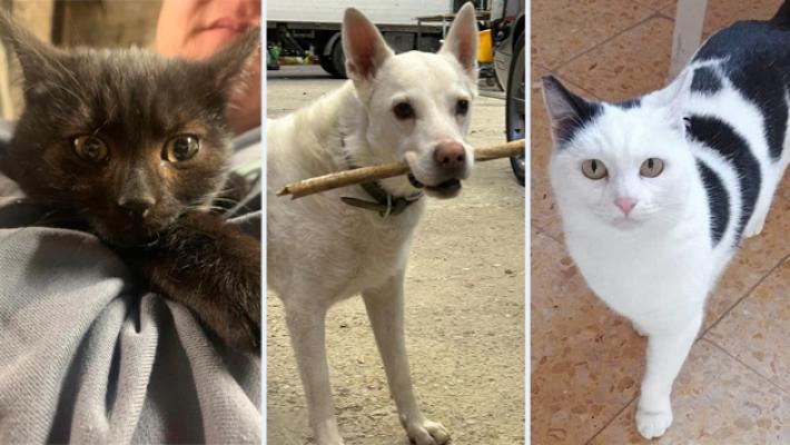 Balocco, Brugola e Matilda