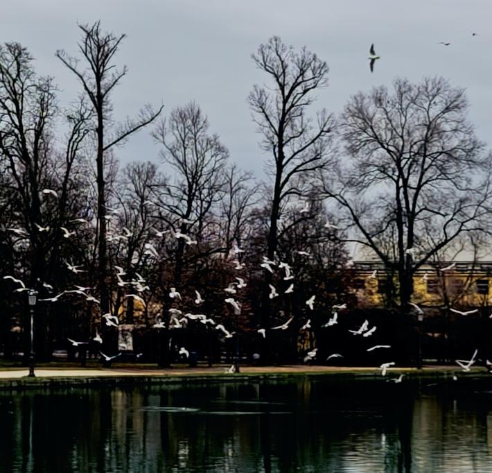 I gabbiani del Parco Ducale