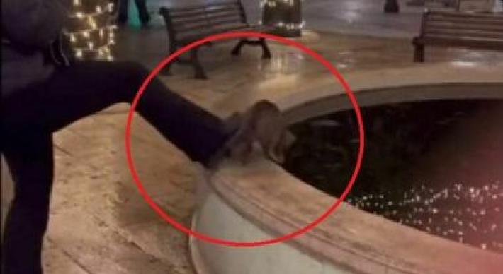 Ragazzina fa annegare un gatto, video scatena indignazione web