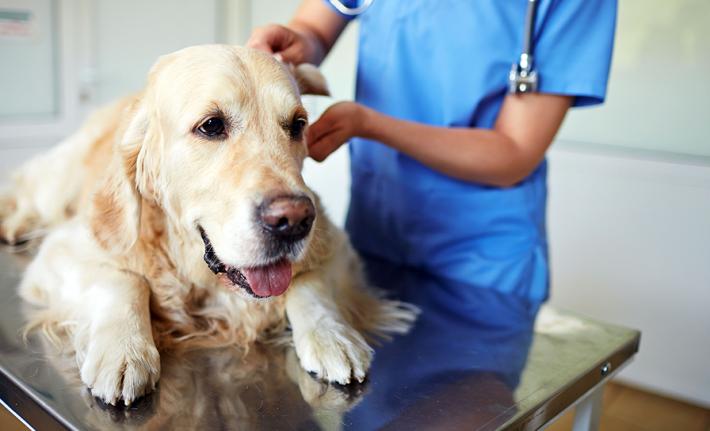 Il bonus per le spese veterinarie destinato ai proprietari over 65