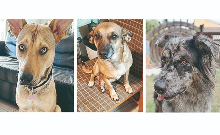 Bonnie, Camilla e Iron cercano casa