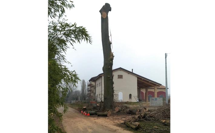 Le querce malate che qualcuno voleva salvare