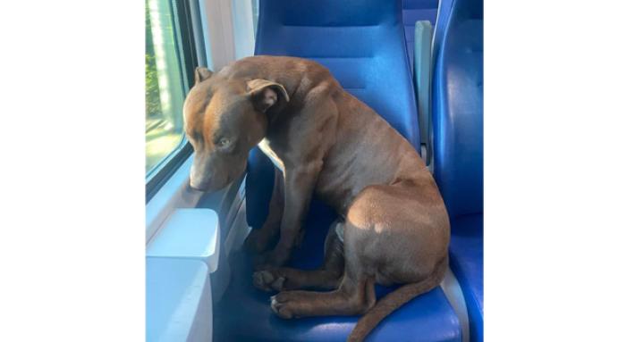 Pitbull sale sul treno da solo e va in 'gita' fino a Venezia