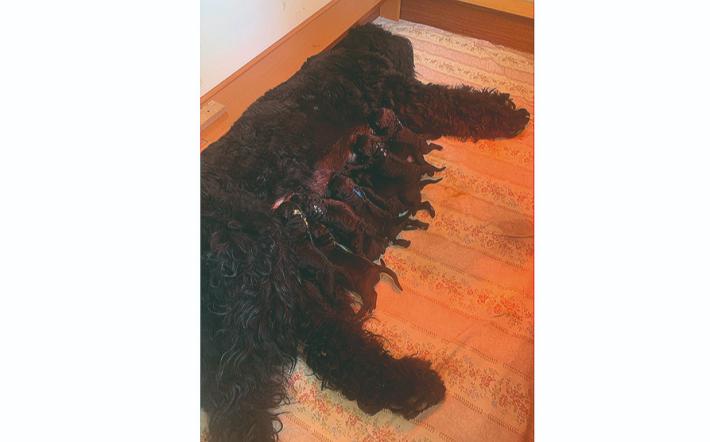 Pedigree, s&igrave; o no?