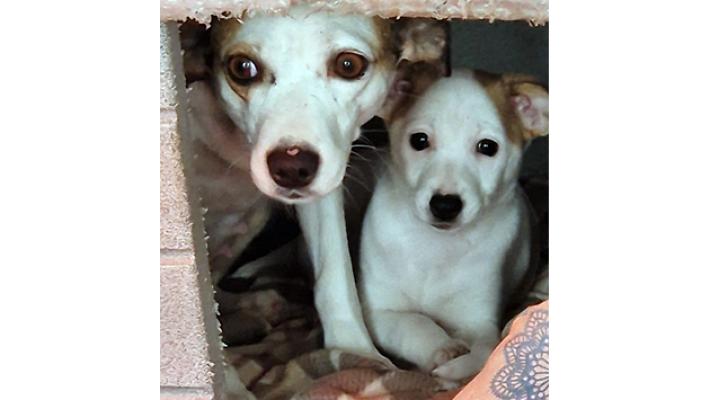 Fidenza, appello urgente per Gioia e Sole, mammina e cucciolo