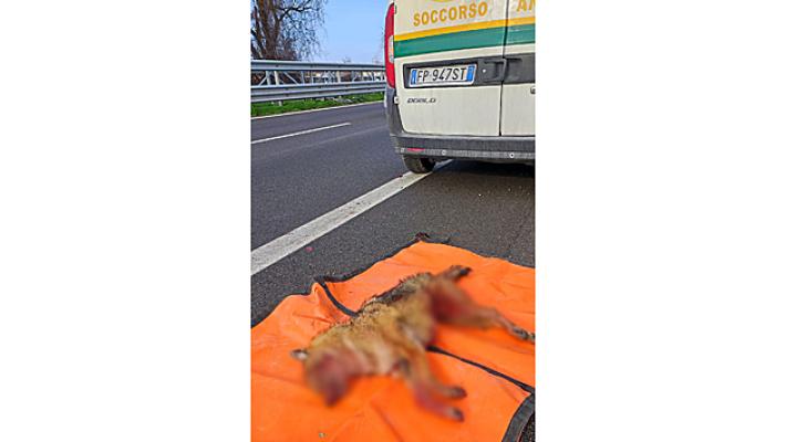 COYOTE INVESTITO IN TANGENZIALE