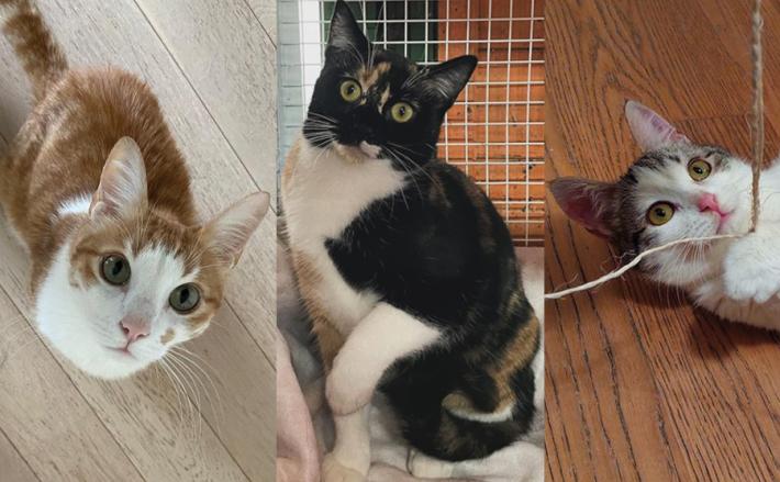 I mici Freddy, Elettra e Filippo cercano casa