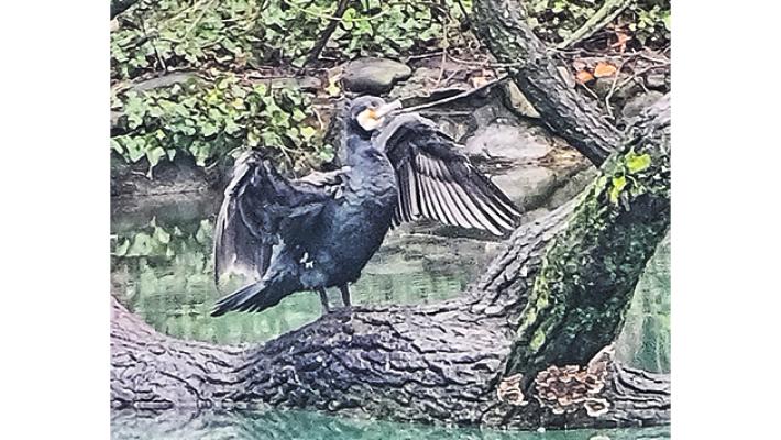 Cormorano in Giardino