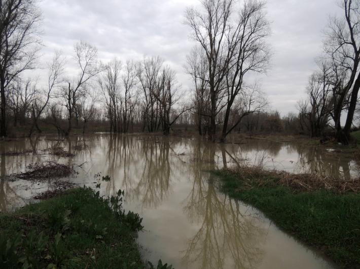 Il Po nei boschi delle golene aperte