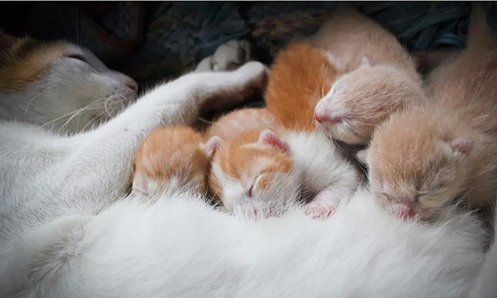 Tante gatte non sterilizzate: allarme per le cucciolate