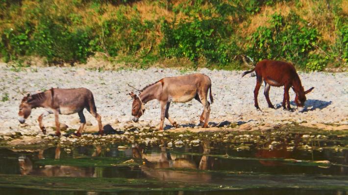 Tutti salvi - grazie a una raccolta popolare - i 57 asini messi all'asta a Modena