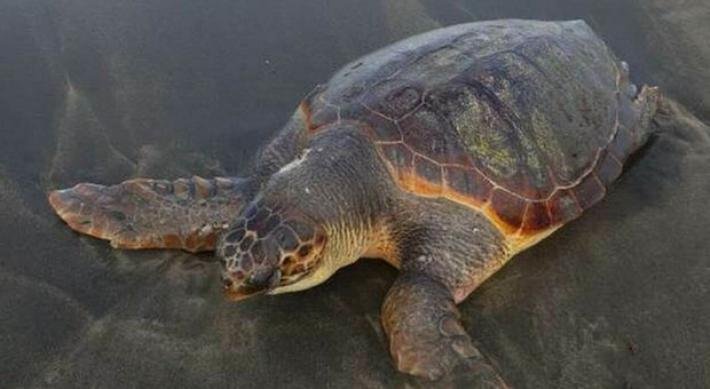 Mangiano tartaruga, 8 bimbi e una donna muoiono a Zanzibar