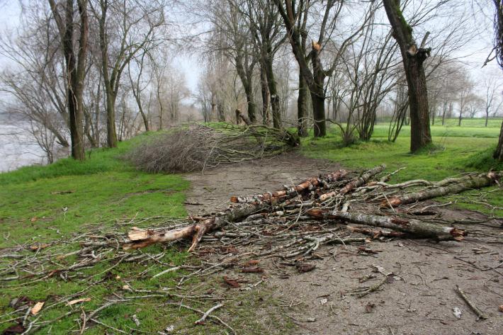  Strage di rami e alberi interrotta parte della Via Alzaia