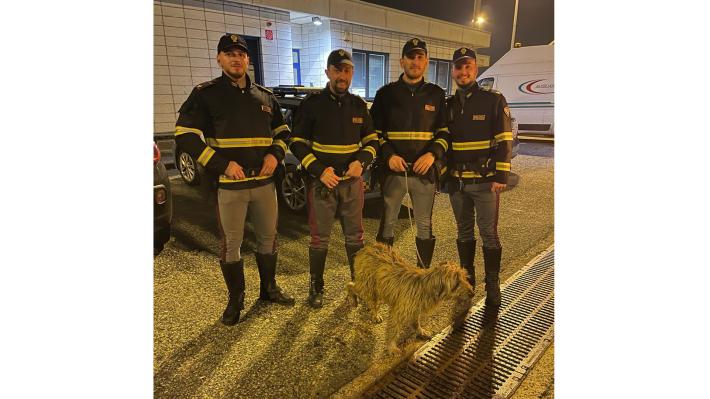 Polizia salva un cane sull'A4 nel Novarese, multato proprietario