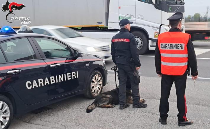 Controlli dei carabinieri a Fidenza e Ponte Taro, anche con i cani antidroga: diverse denunce