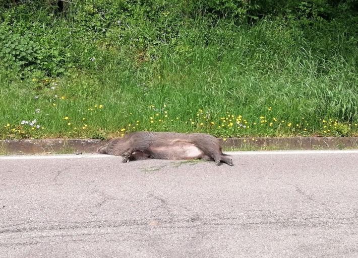 Contignaco Auto centra e uccide un cinghiale