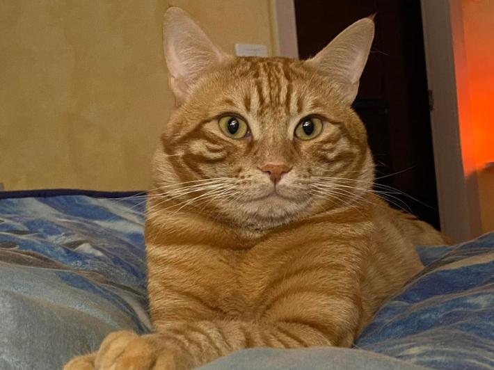 Ritrovato grazie al microchip un gatto sparito da due anni