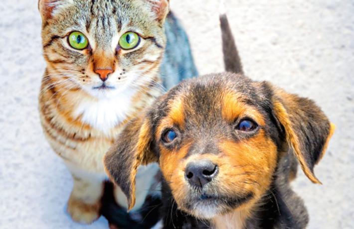 L'appello del Comune &laquo;Adottate cani e gatti anziani: l'amore non ha et&agrave;&raquo;