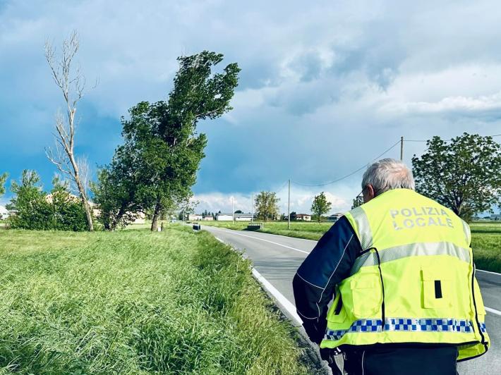 Pioppo pericolante: provinciale chiusa tra Busseto e Soragna