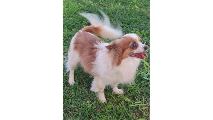 Appello urgente per Cocco 