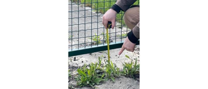 Nutrie a Parma. Nuovo allarme della Lega: &laquo;La soluzione dell&rsquo;oasi non &egrave; efficace&raquo;