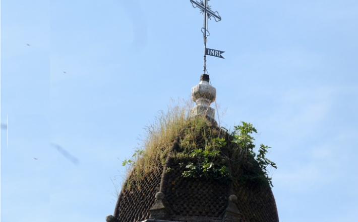 Zibello: un fico cresce sulla torre della chiesa