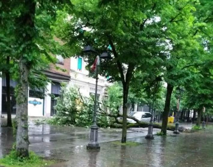 Salso, grosso albero cade in viale Romagnosi 