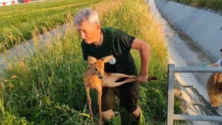 Capriolo salvato a San Quirico