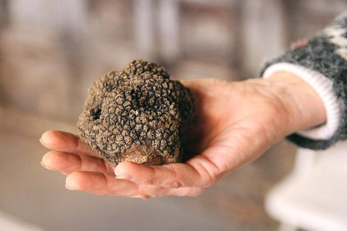 Si inaugura un Museo dedicato al Tartufo uncinato di Fragno