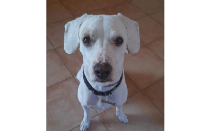 Tyler &egrave; in cerca di una casa