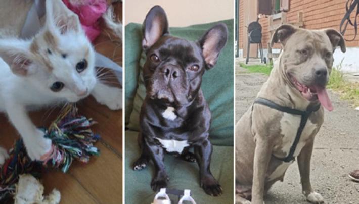 Adottiamoli: Rhea, Baloo e Lilly