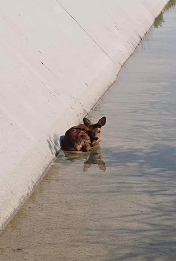 &laquo;Canali di cemento,  trappola per gli animali selvatici&raquo;