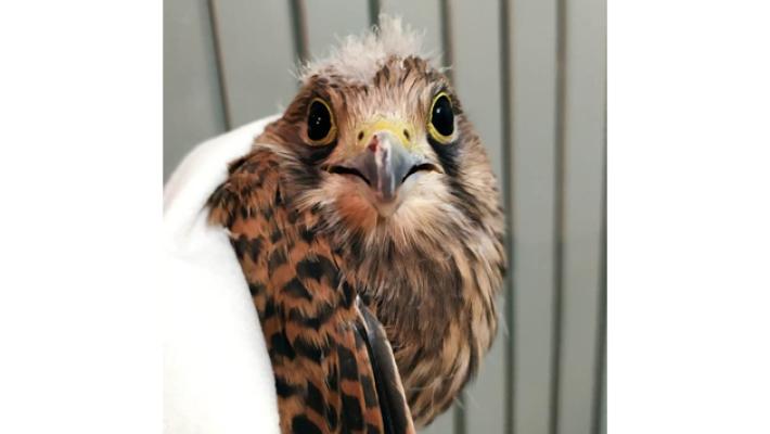 Gheppio salvato dai residenti