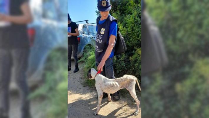 Pointer denutrita e abbandonata, denunciato il proprietario