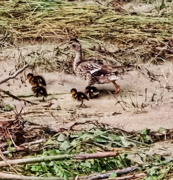 La piena della Parma sta creando problemi agli uccelli in riproduzione nel greto