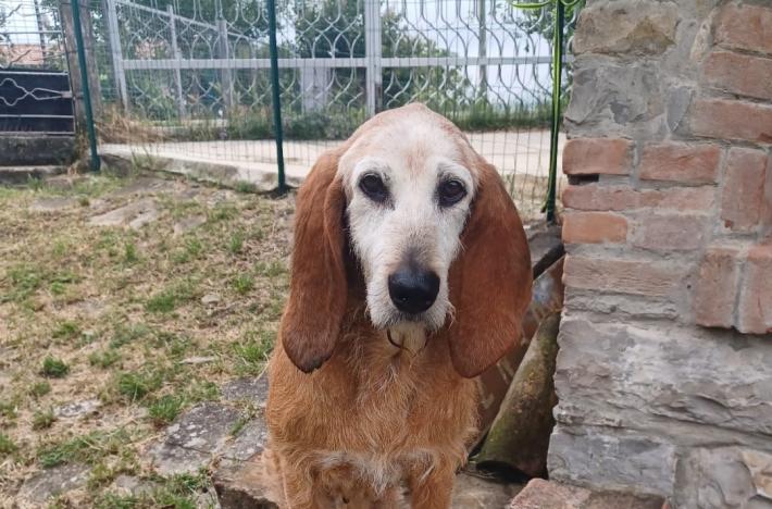 Chicco, segugio di 13 anni, cerca casa dopo una vita di maltrattamenti